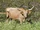 Texas Longhorn Cattle