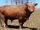 Beefalo Cattle