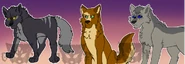 Czar, Kong, and Sokka as older wolves