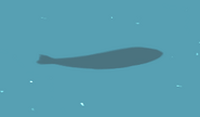 The shadow of a middling energetic fish.