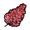 Lilac (Exotic)