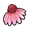 Coneflower (Exotic)