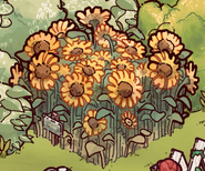 Sunflower field