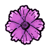 Magenta (Spring)