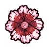 Aster (Exotic)