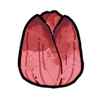 Tulip (Exotic)