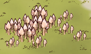 A cluster of tiny pointed mushrooms