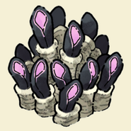 Giant Anemone