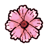 Aster (Wild)