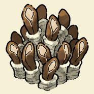 Giant Anemone
