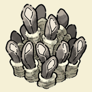 Giant Anemone