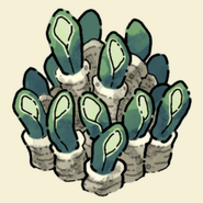 Giant Anemone
