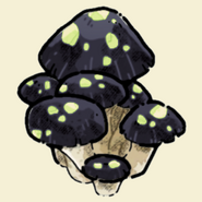 Russula Mushroom