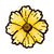 Yellow Aster Wild