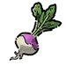 Turnip