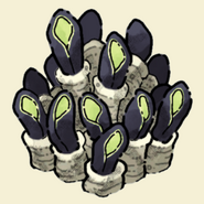 Giant Anemone