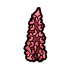 Lupine (Exotic)