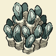 Giant Anemone