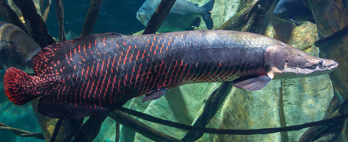 Arapaima Crazybob S Cops And Robbers Wiki Fandom Arapaima Crazybob S Cops And Robbers Wiki Fandom