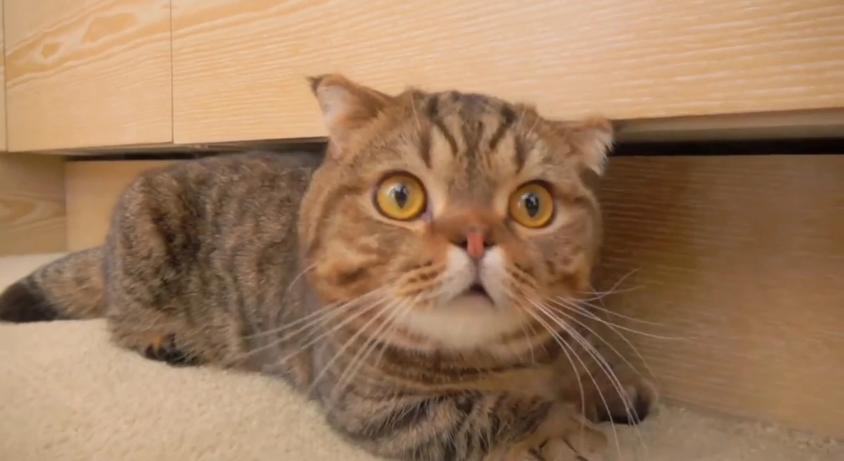 Lulu CreamHeroes Wiki Fandom