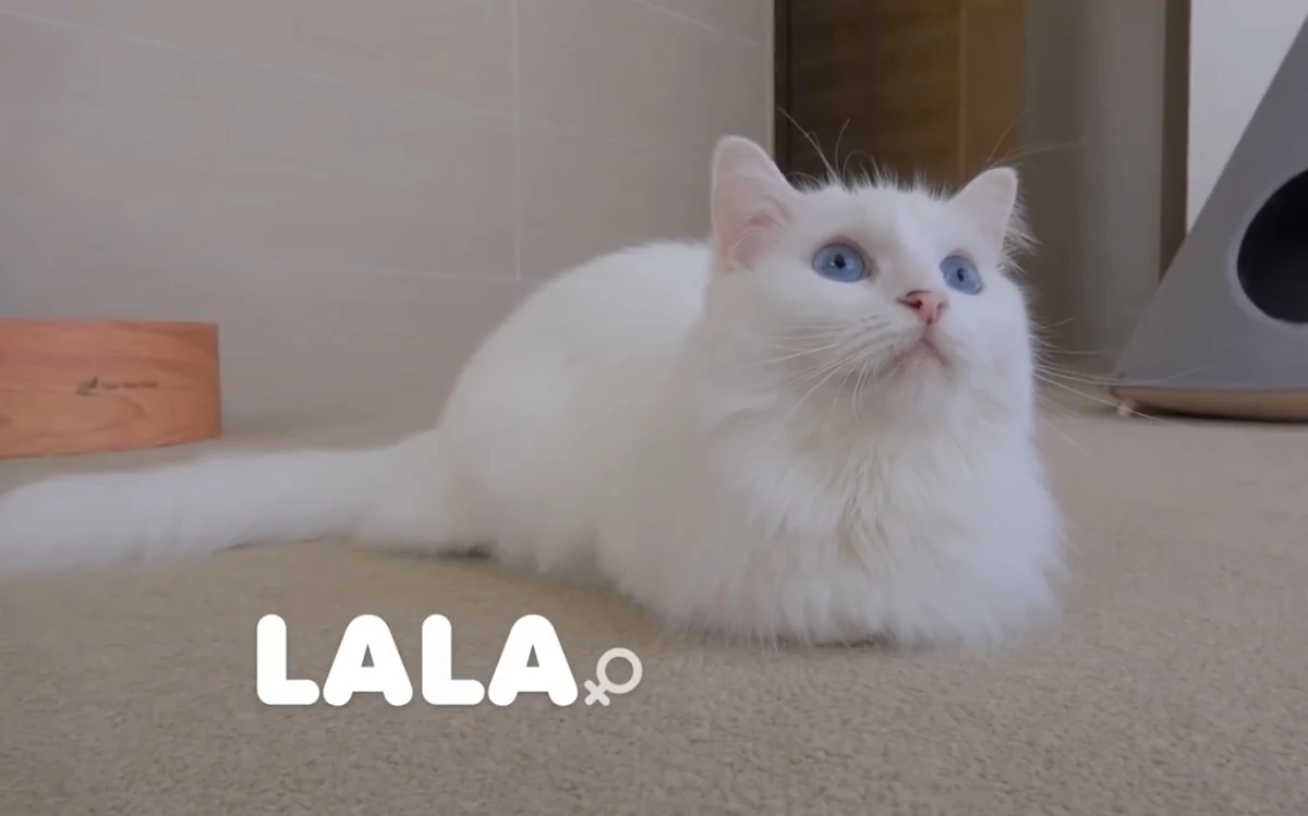 Lala CreamHeroes Wiki Fandom