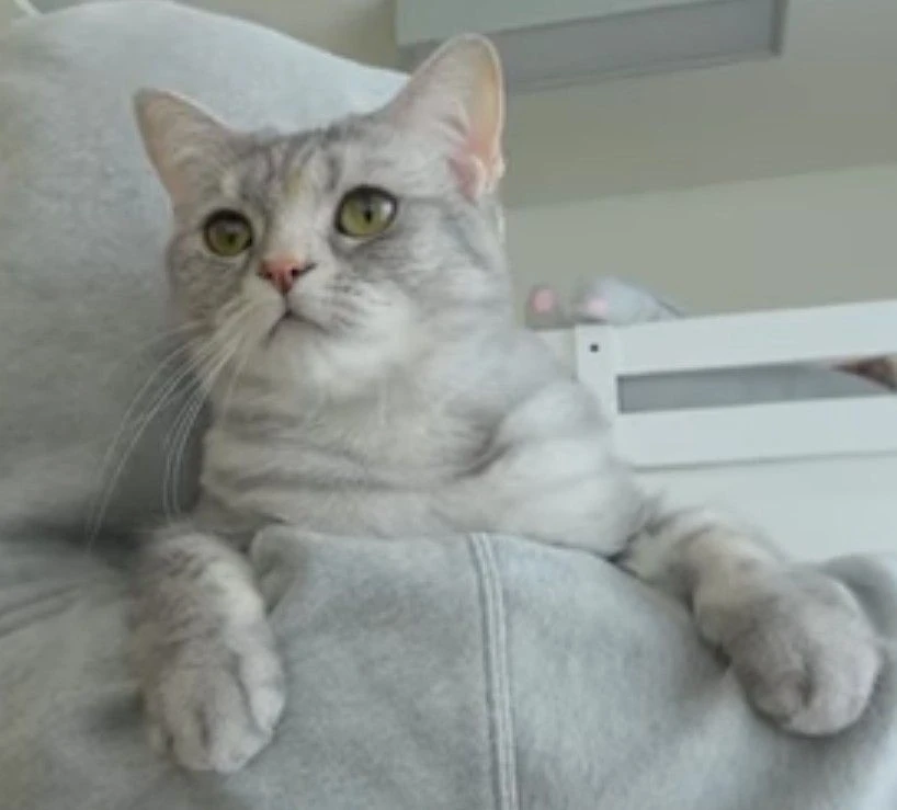 TT | CreamHeroes Wiki | Fandom