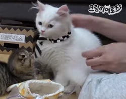 Coco | CreamHeroes Wiki | Fandom