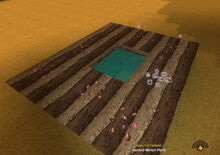 Creativerse Melon Seeds planted 2017-08-11 21-27-37-41.jpg
