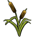 Cattails