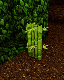 Wild bamboo jungle