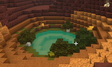 Creativerse 01 natural oasis.jpg