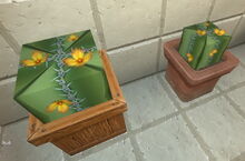 Creativerse cactus flowers potted 2018-06-19 19-20-36-01.jpg