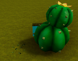 Big pokey seed and plant.png