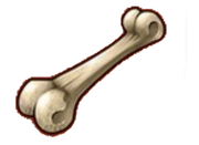 Bone without background