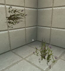 Creativerse weeds 2018-07-02 15-13-23-73.jpg