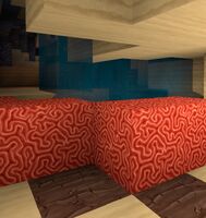 Coral.jpg