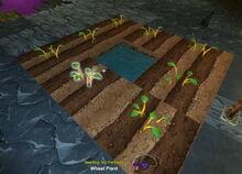 Creativerse wheat growing 2017-08-11 22-07-31-34.jpg