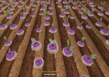 Creativerse Turnips grown 2017-08-11 20-56-24-72.jpg