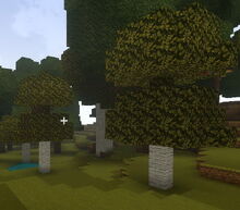 Creativerse double Ashenwood self grown333.jpg