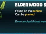 Elderwood Sapling