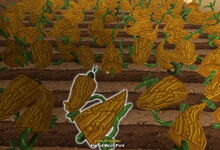 Creativerse Melons grown 2017-08-11 20-56-38-14.jpg