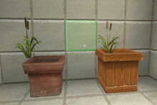Creativerse cattails on pots but not in pots 2018-07-02 15-16-53-61.jpg