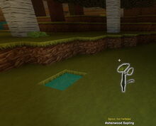 Creativerse sapling ashenwood 2017-08-14 16-16-01-36.jpg