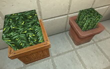 Creativerse weepwood flowers potted 2018-06-19 19-22-05-12.jpg