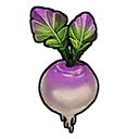 Turnip
