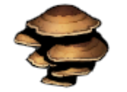 Brown mushroom without background