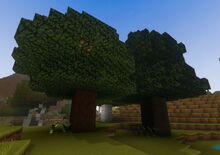 Creativerse 4x2 Saplings grown of 4x4 planted 2017-07-30 09-47-35-35.jpg