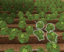 Creativerse Lettuce grown 2017-08-11 20-56-12-99.jpg