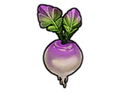 Turnip without background