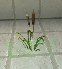 Creativerse cattails positioned 2018-07-06 02-40-39-10.jpg